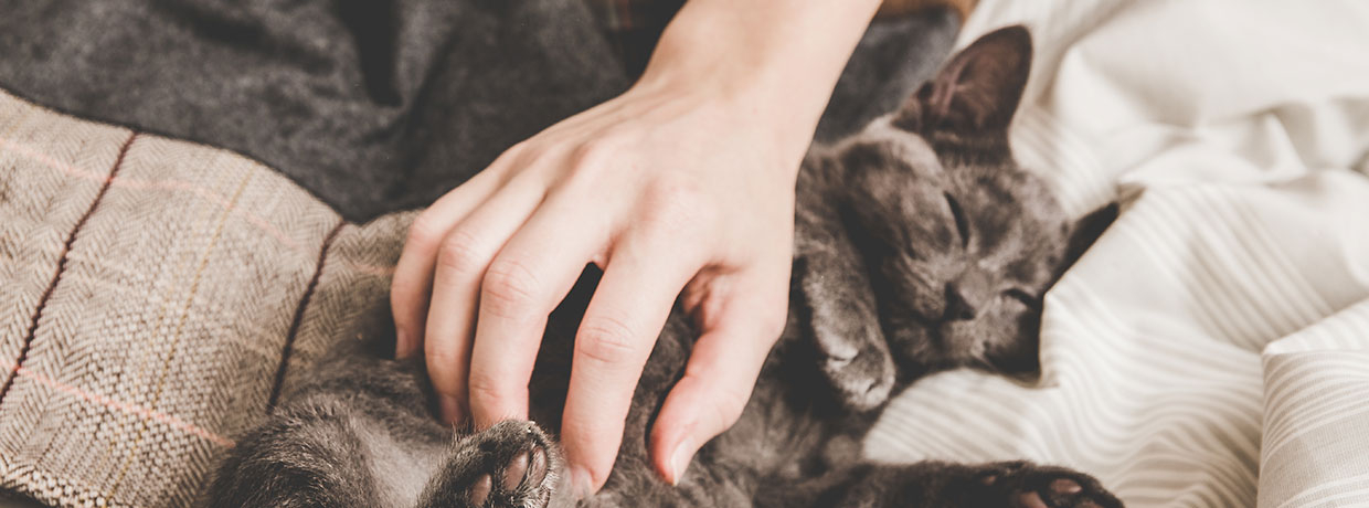 CBD für ängstliche Katzen: Neue Studienergebnisse im Überblick